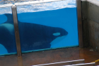 thumbs/seaworld 092.png